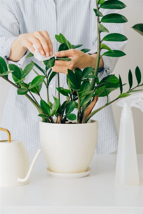 水種植物風水|風水植物｜不只富貴竹！7款招財/招桃花植物推介+不 